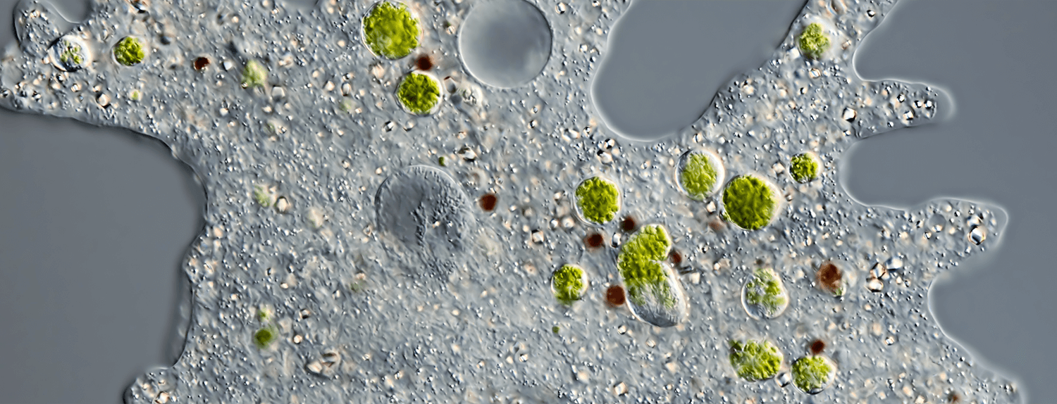 Amoeba