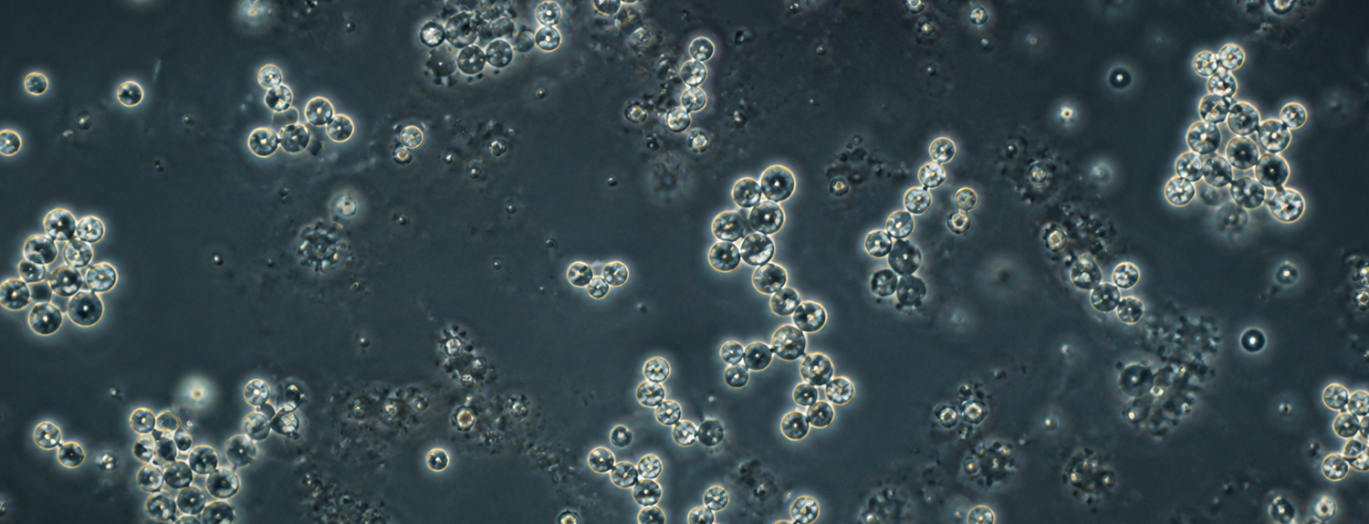 Motile Cocci microscope-inspired illustration