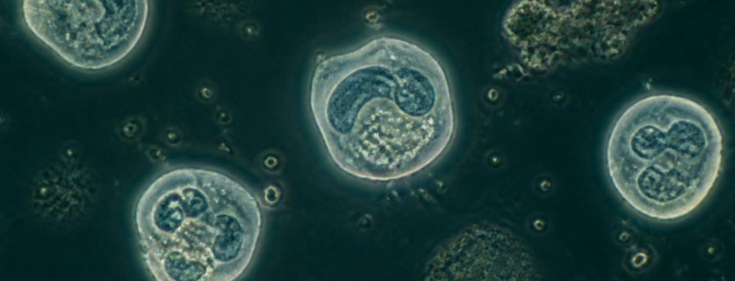 White Blood Cells microscope-inspired illustration