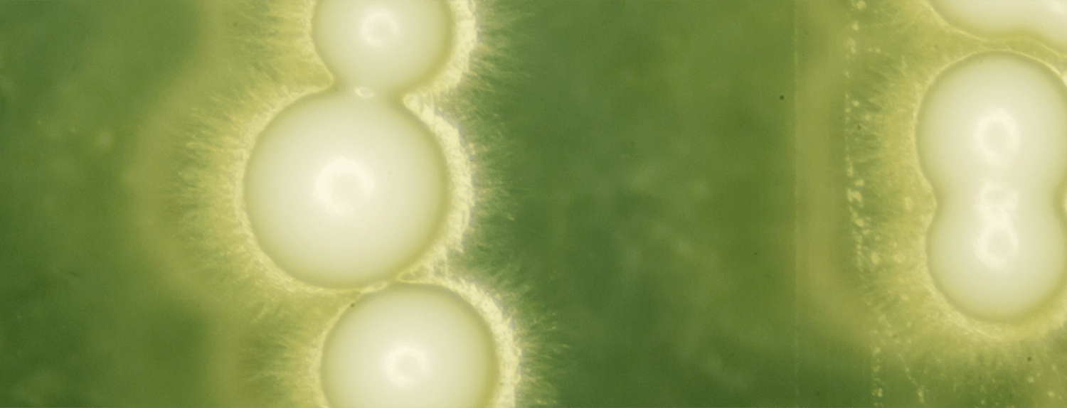 Yeast